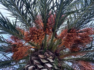 Phoenix dactylifera, commonly known as date palm, showing clusters of ripening orange dates among long green palm fronds. Tropical fruit tree widely grown in Mediterranean, Middle Eastern landscape.