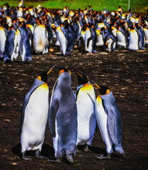 King Penguins (Aptenodytes patagonicus), Falkland Islands