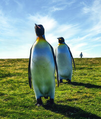 Falkland Islands, East Falkland. King penguins close-up.