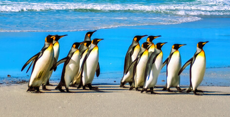 King Penquins, Aptenodytes Patagonicus, at Volunteer Point in The Falkland Islands.