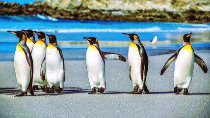 King Penquins, Aptenodytes Patagonicus, at Volunteer Point in The Falkland Islands.