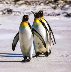 King Penguins (Aptenodytes patagonicus), Falkland Islands