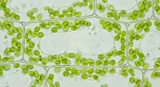 Green plant cells under microscope showing chloroplast structure