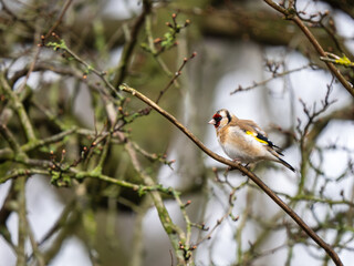 A Goldfinch Bird Perched on a Branch