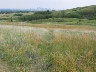 Prairie Grassland in Nose Hill Park with Distant Calgary Skyline in Early Summer