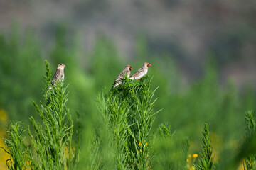 Travailleurs &agrave; bec rouge