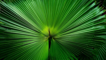 Obraz premium abstract green palm leaf texture nature background tropical leaf