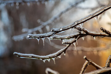 Nice winter branches of tree in ice and frosted, weather and climate, background, pattern