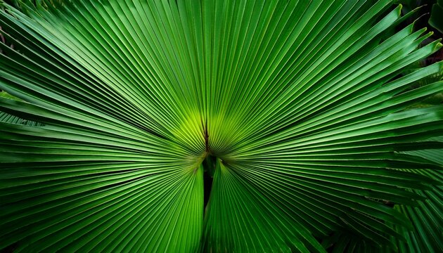 abstract green palm leaf texture nature background tropical leaf