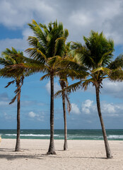 palm trees on the beach