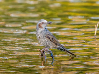 水辺のヒヨドリ