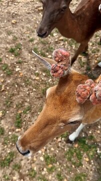 Deer with deformities on the antlers. Bumps on the horns of the bucks. Three livestock following camera. Close up. Vertical video.