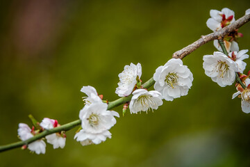 Cherry blossom scenery in Morioka, Japan