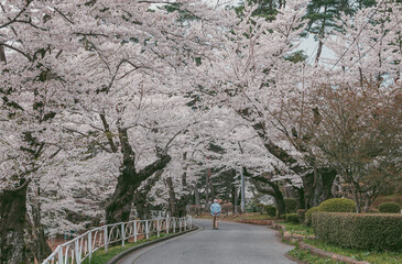 Fototapeta premium Cherry blossom scenery in Morioka, Japan