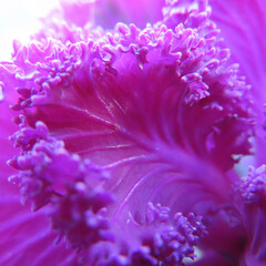 日本で冬にハボタンが紫色の葉を広げています