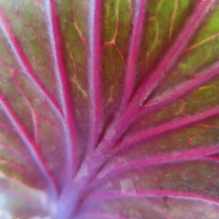 日本で冬にハボタンが紫色の葉を広げています