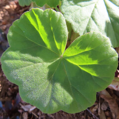 日本で冬にゼラニウムが赤い花をさかせ、葉が紅葉しています