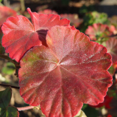 日本で冬にゼラニウムが赤い花をさかせ、葉が紅葉しています