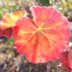 日本で冬にゼラニウムが赤い花をさかせ、葉が紅葉しています