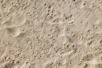 Sandy beach surface covered with numerous bird footprints forming natural texture pattern in Torreira Portugal, Torreira, 13 October 2025
