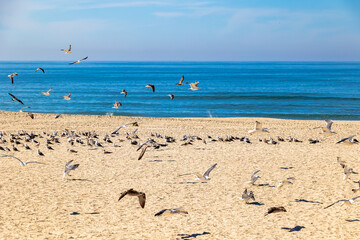 Seagull flying low above beach while large flock rests near Atlantic shoreline Torreira Portugal, Torreira, 13 October 2025