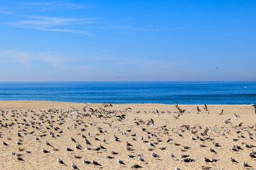 Wide view of seagull flock spread across empty Atlantic beach in Torreira Portugal, Torreira, 13 October 2025