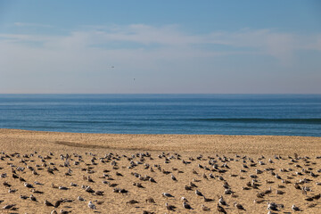 Seagulls scattered across sandy beach with calm Atlantic Ocean in background Torreira Portugal, Torreira, 13 October 2025