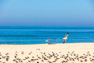 Atlantic beach scene with hundreds of seagulls resting near calm ocean in Torreira Portugal,...