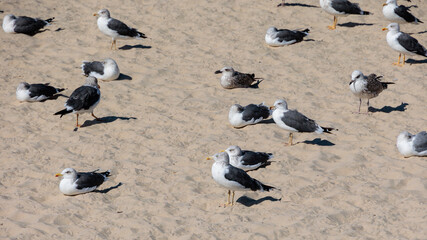 Close view of resting seagulls on warm sandy beach in Torreira Portugal, Torreira, 13 October 2025
