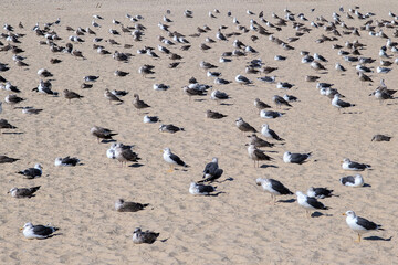 Dense group of seagulls forming natural pattern on Atlantic beach sand Torreira Portugal, Torreira, 13 October 2025