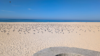 Large flock of seagulls resting on sandy Atlantic beach under clear blue sky in Torreira Portugal, Torreira, 13 October 2025