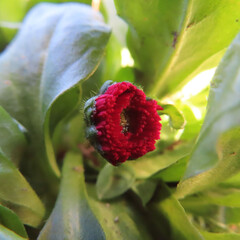 日本で冬にデイジーが赤い花を咲かせています