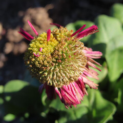 日本で冬にデイジーが赤い花を咲かせています