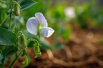 Obraz premium Soft daylight image of a garden pea plant in bloom with new pods