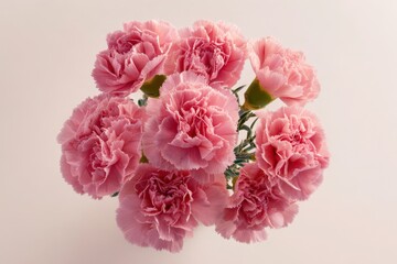 Soft pink carnations arranged in a clean flat lay on white backdrop, ideal for Mother's Day and celebrations