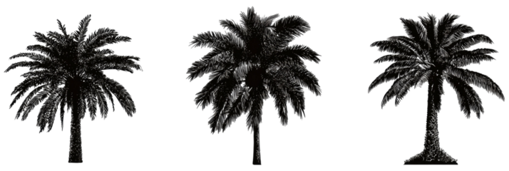 Three stylized, dark silhouettes of palm trees with a detailed frond structure against a black background