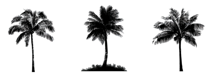 Three grayscale illustrations of palm trees on a stark black background, minimalistic