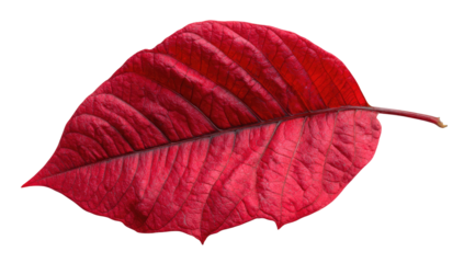 Close-up of a vibrant, deep-red botanical leaf with detailed vein structure on black backdrop