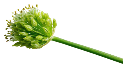 Macro close-up shows a green onion flower head with stem isolated against black background