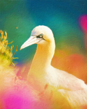 Portrait of a northern gannet against a colourful abstract background rendered in a painterly wildlife art style.