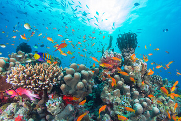 Underwater scene with colorful fish swimming over coral reef in clear blue ocean waters during daytime © prelevicm