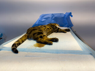 Bengal cat sleeps on the operating table under anesthesia.