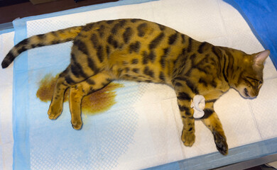 Bengal cat under anesthesia on the operating table after castration.