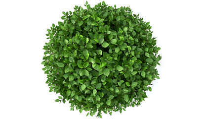 Fototapeta premium Top view of lush green bush isolated on white background, showcasing vibrant leaves and full, rounded shape