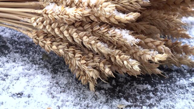 A bunch of dry wheat lies on a board during a snowfall.