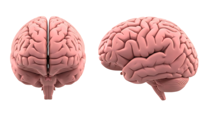 Human Brain Anatomy Model Front and Side View on White Background