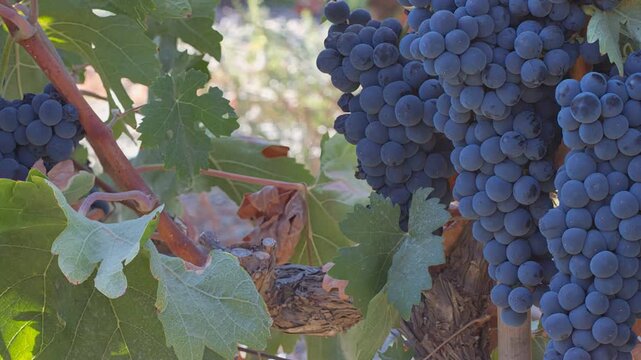 vid parra uvas negras 