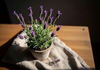Potted lavender with natural light on wooden table 