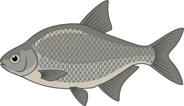  Silver Bream Fish Swimming Side View- Animal Character Illustration Isolated on Transparent Background