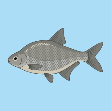 Silver Bream Fish Swimming Side View - Animal Character Vector Illustration 
